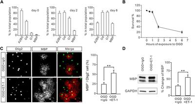 Endothelin-1–Endothelin receptor B complex contributes to oligodendrocyte differentiation and myelin deficits during preterm white matter injury